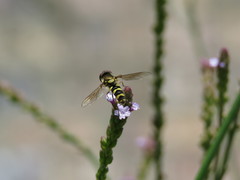 Fazia
