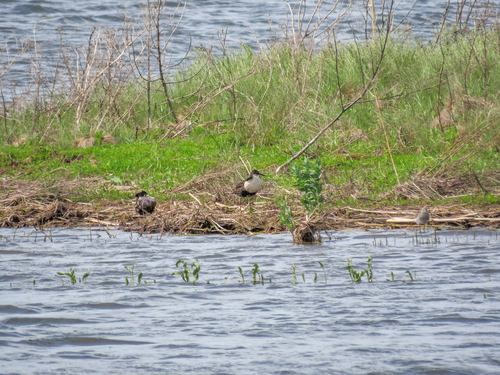 iNaturalist image
