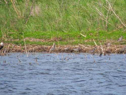 iNaturalist image