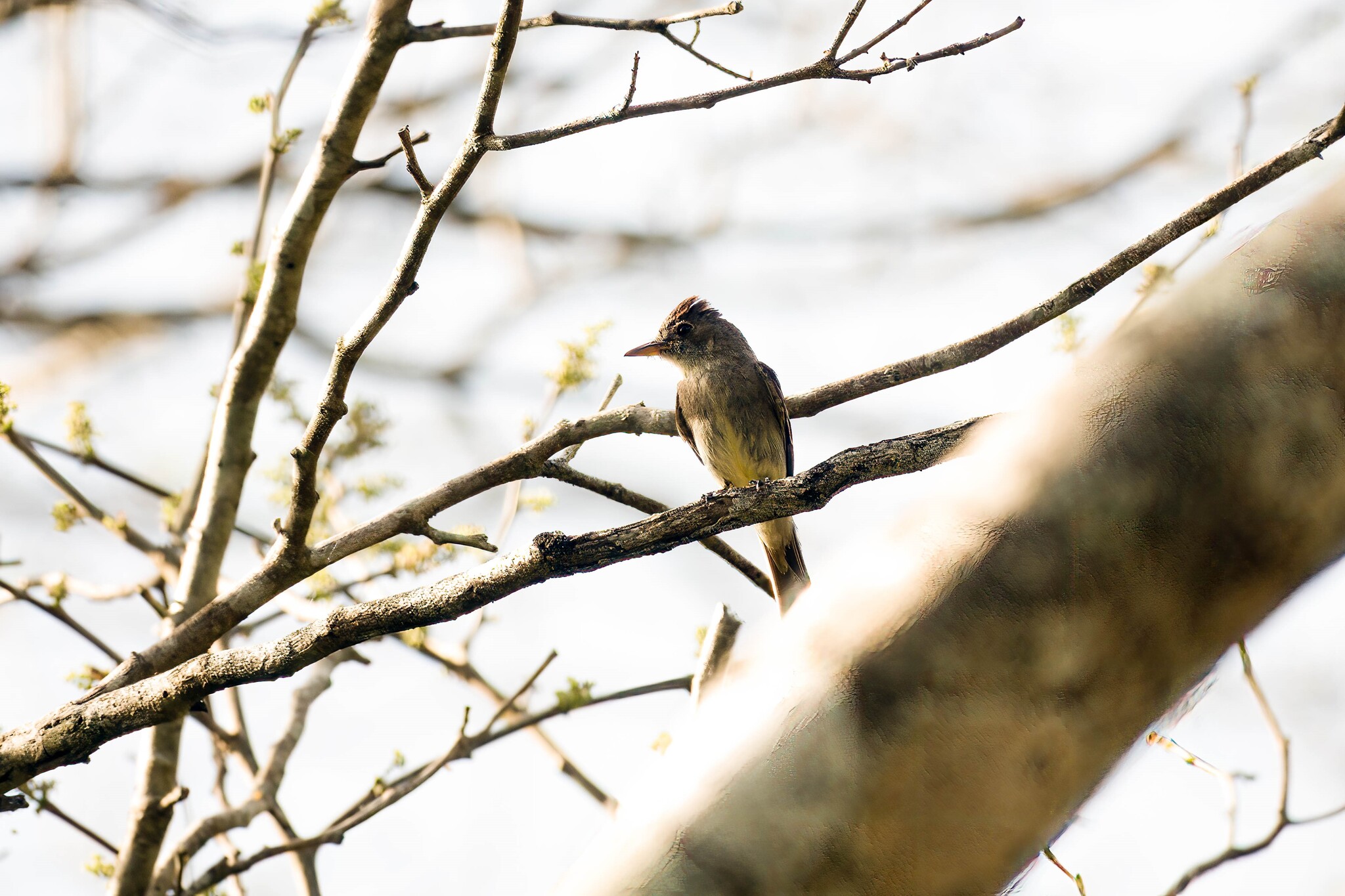 Southern Tropical Pewee (Contopus cinereus), photo 8