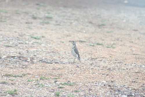 Groundscraper Thrush
