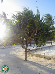 Pandanus