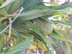 Pandanus
