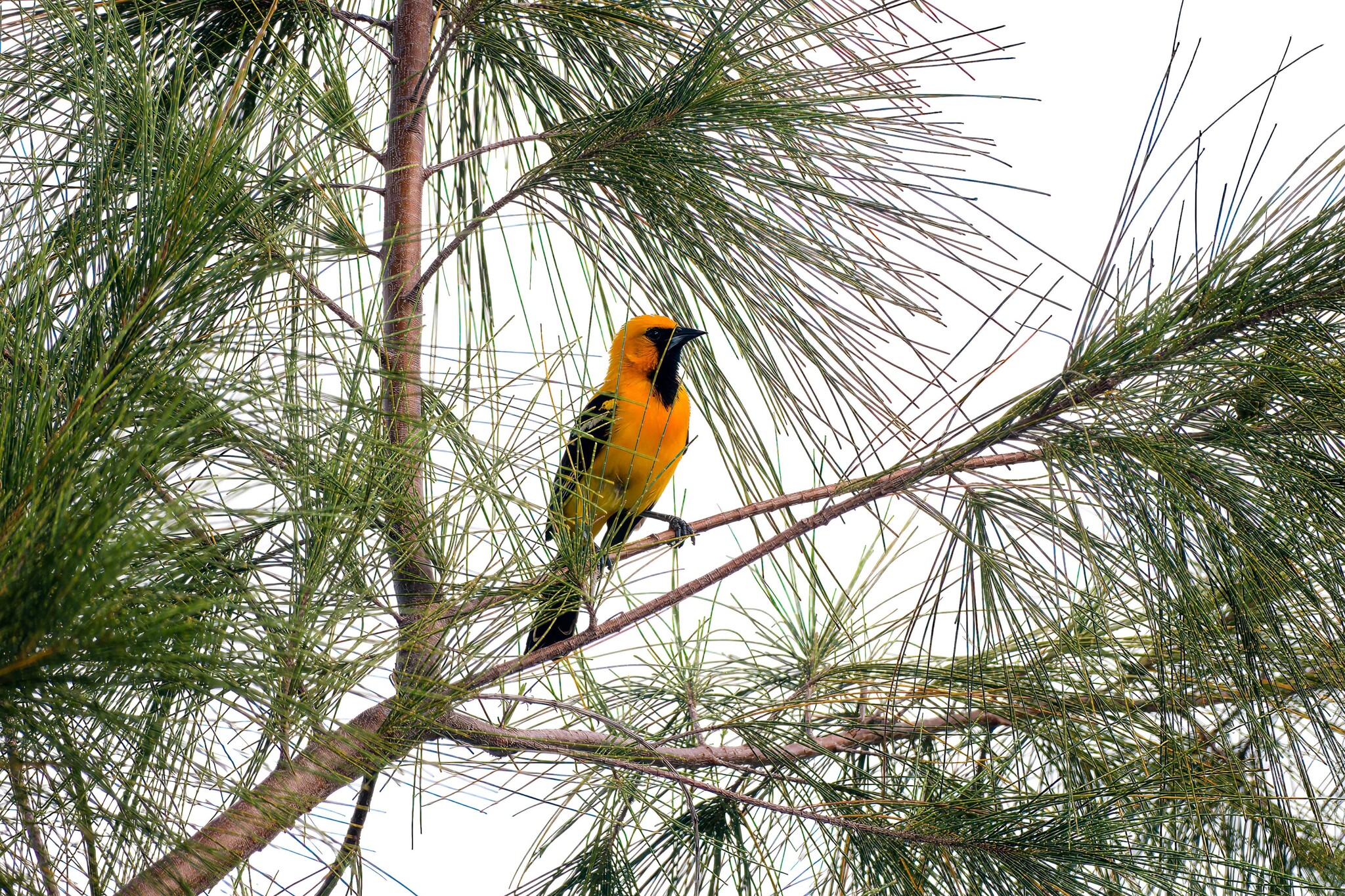Orange Oriole (Icterus auratus), photo 3