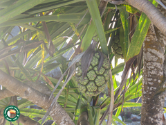 Pandanus