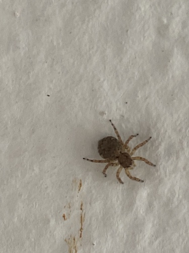 Marma nigritarsis