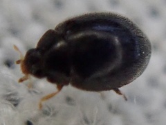 Stethorus pusillus