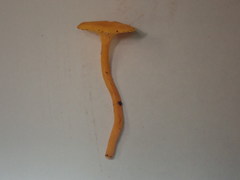 Gloioxanthomyces nitidus