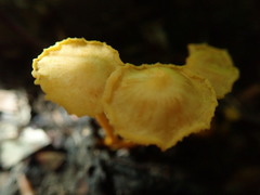Gloioxanthomyces nitidus