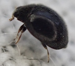 Stethorus pusillus