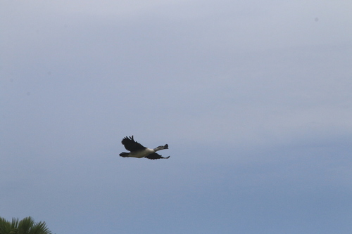 iNaturalist image