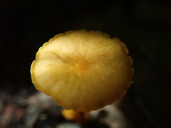 Gloioxanthomyces nitidus