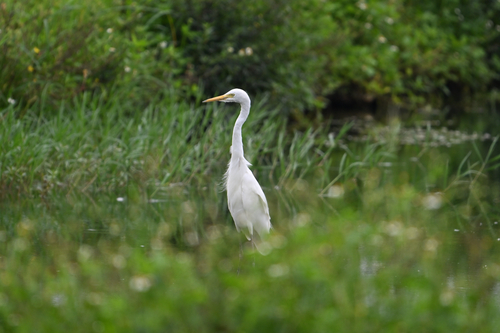 iNaturalist image
