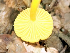 Gloioxanthomyces nitidus