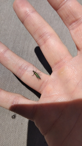 Thick-legged Flower Beetle