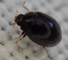 Stethorus pusillus