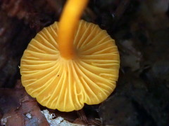 Gloioxanthomyces nitidus