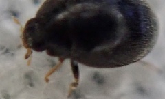 Stethorus pusillus