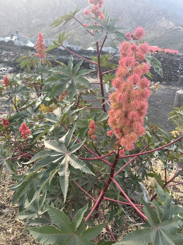castor bean