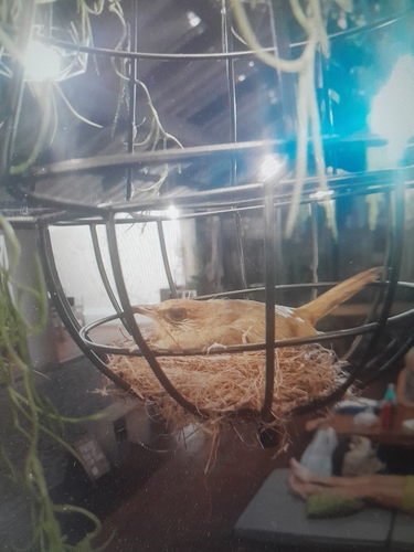 Streak-eared Bulbul