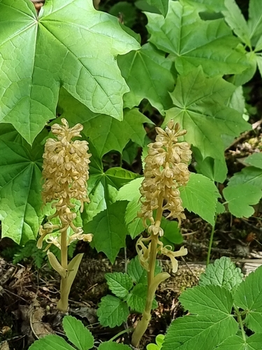 bird's-nest orchid