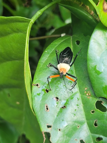 Rhynocoris nitidulus