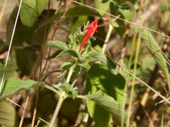 Ruellia asperula
