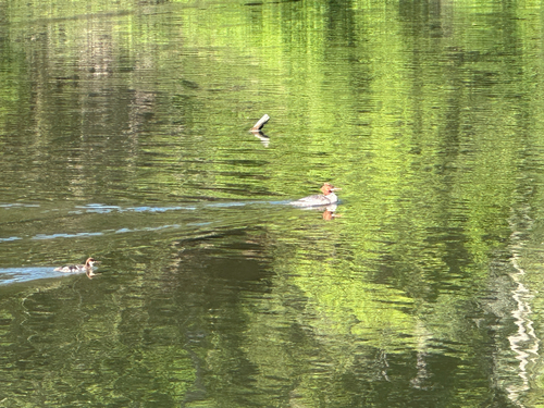 Common Merganser observed by mikewills8738