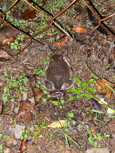 Eastern Banjo Frog