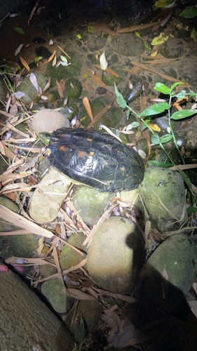 Common thread turtle