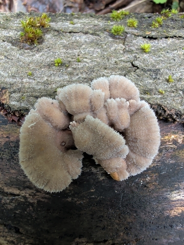 splitgill mushroom