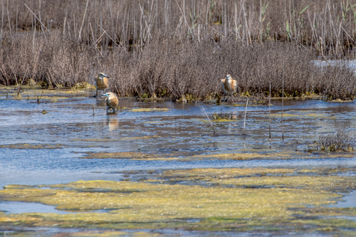 iNaturalist image