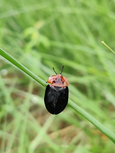 Red-breasted Carrion Beetle