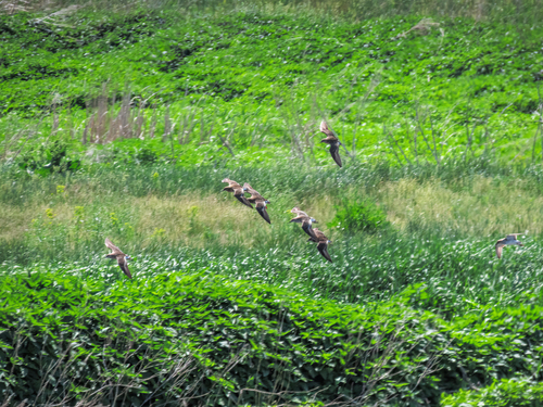 iNaturalist: (c) Жёлтый птиц, some rights reserved (CC BY-NC), uploaded by Жёлтый птиц iNaturalist image