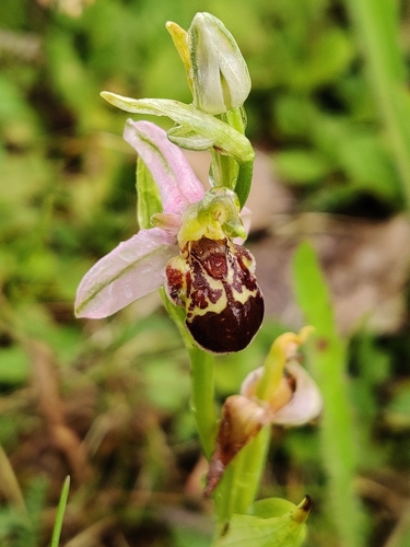 Bee Orchid