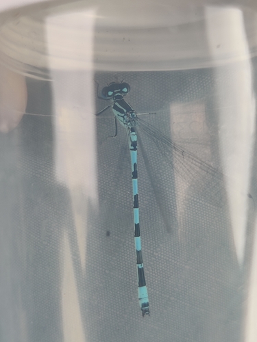 Southern Damselfly
