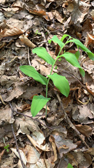 Polygonatum multiflorum
