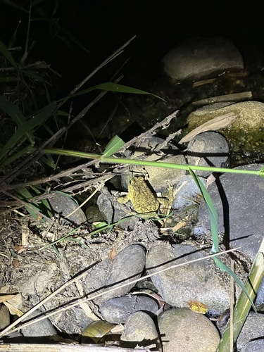 Asian Common Toad