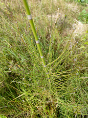 Equisetum giganteum, photograph (c) Pablo G. Fernández, some rights reserved (CC BY)