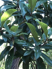 Eriobotrya