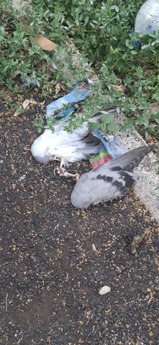 Feral Pigeon