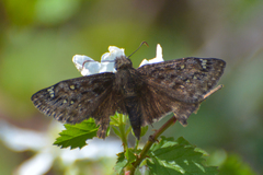 Erynnis juvenalis juvenalis