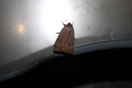 Lesser Yellow Underwing