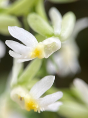 Calanthe davidii, photograph author not stated, no rights reserved