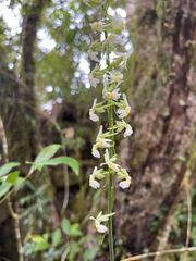 Calanthe davidii, photograph author not stated, no rights reserved