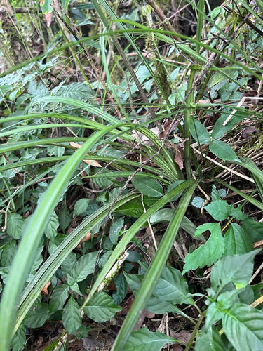 Calanthe davidii, photograph 5