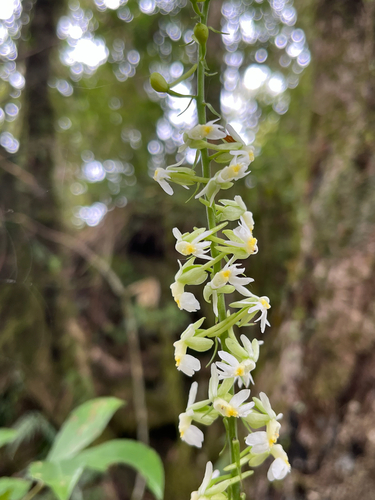 Calanthe davidii