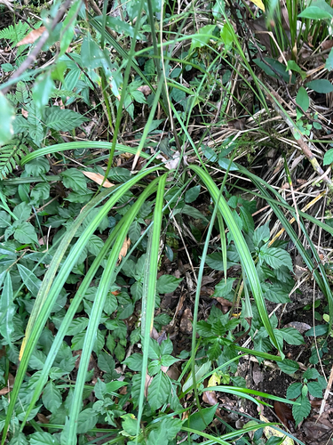 Calanthe davidii, photograph 3