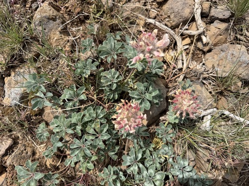 Trifolium macrocephalum, photograph 6