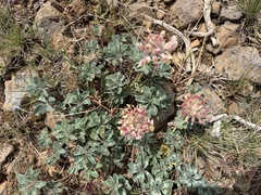 Trifolium macrocephalum, photograph (c) James H. Thomas, some rights reserved (CC BY)